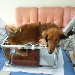 保護犬の健康診断と鍼治療を無料で受けませんか？