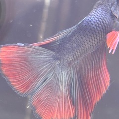 ②ベタ 熱帯魚 ダブルテールの画像