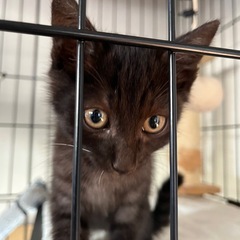 【切実に探しております😭】🐱子猫の里親さん募集中🐱