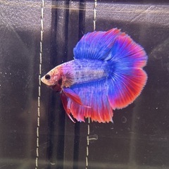 ③ベタ 熱帯魚 ダブルテールの画像
