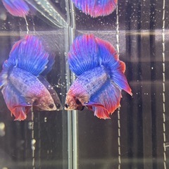 ③ベタ 熱帯魚 ダブルテールの画像