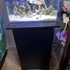９月２６日まで！海水魚引退　 45センチ水槽セット　水槽台含みますの画像