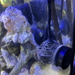 ９月２６日まで！海水魚引退　 45センチ水槽セット　水槽台含みますの画像