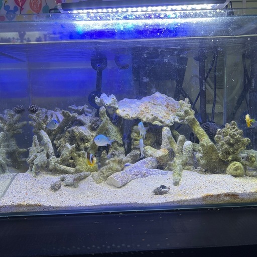 本日まで！海水魚引退　 45センチ水槽セット　水槽台含みます