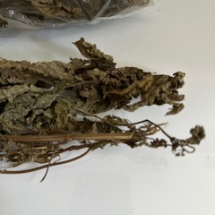 無農薬・自家栽培ヒキオコシ乾燥葉/茎🌿健胃・延命草／野草茶・自然療法に！の画像