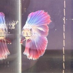 ④ベタ 熱帯魚 ダブルテールの画像