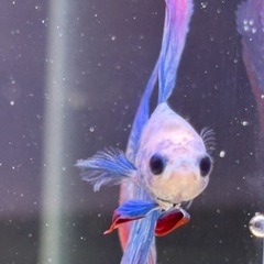 ⑤ベタ 熱帯魚 ダブルテールの画像