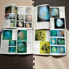 discus、世界の海水魚6冊の画像