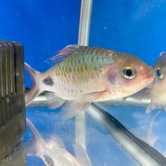 プンティウスフィラメントーサスの画像