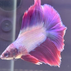 ⑥ベタ 熱帯魚 ダブルテールの画像