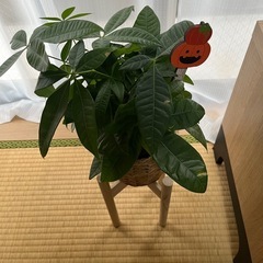 お買い得価格‼️③観葉植物パキラハロウィン🎃の画像
