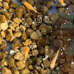 メダカ 紅帝 稚魚の画像