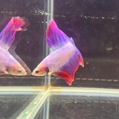 ⑦ベタ 熱帯魚 ダブルテールの画像