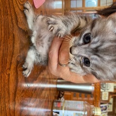 生後1ヶ月の子猫2匹