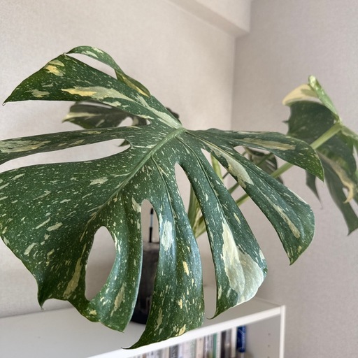 モンステラ　タイコンステレーション