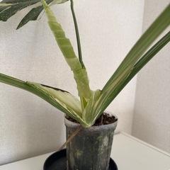 モンステラ　タイコンステレーションの画像