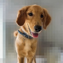 5ヶ月 ゴールデンレトリバーMIX子犬