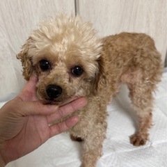 トイプードル7歳の男の子