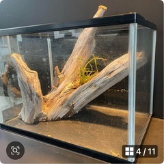 流木NO12の画像