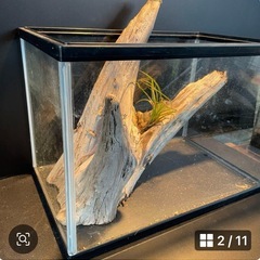 流木NO12の画像