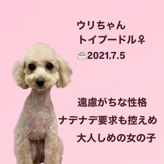 ウリちゃん☆里親募集中