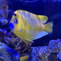海水魚　シテンヤッコ　10〜12cm 餌喰い◎ 元気ですの画像