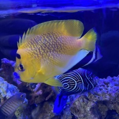 海水魚　シテンヤッコ　10〜12cm 餌喰い◎ 元気ですの画像
