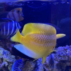 海水魚　シテンヤッコ　10〜12cm 餌喰い◎ 元気ですの画像