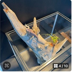流木NO13の画像