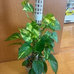 観葉植物　ポトスゴールデン　発根済の画像