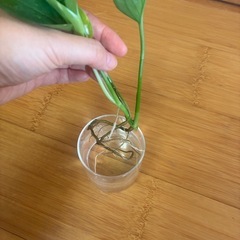 観葉植物　ポトスゴールデン　発根済の画像