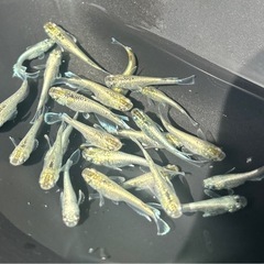 メダカ　飛輪　10匹の画像