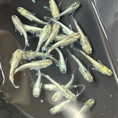 メダカ　飛輪　10匹の画像