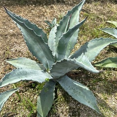 アガベアメリカーナ（引き取り限定）の画像