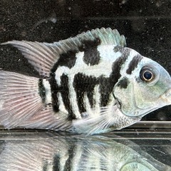 🐠産卵経験済 ブルータイガーパロット 完全ペア  全長±6.5㎝ 5.5㎝　1ペア700円 シクリッド ゼブラパロット  No.04の画像