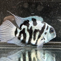 🐠産卵経験済 ブルータイガーパロット 完全ペア  全長±6.5㎝ 5.5㎝　1ペア700円 シクリッド ゼブラパロット  No.04の画像