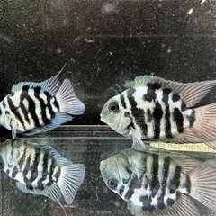 🐠産卵経験済 ブルータイガーパロット 完全ペア  全長±6.5㎝ 5.5㎝　1ペア700円 シクリッド ゼブラパロット  No.04の画像
