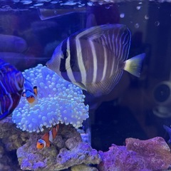 海水魚　ヒレナガハギ　8cm〜10cm 餌喰い◎ 元気ですの画像