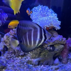 海水魚　ヒレナガハギ　8cm〜10cm 餌喰い◎ 元気ですの画像
