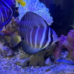 海水魚　ヒレナガハギ　8cm〜10cm 餌喰い◎ 元気ですの画像