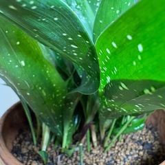 ハラン　葉蘭　斑入り　銀河　7号鉢　植替済の画像