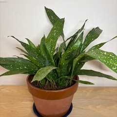 ハラン　葉蘭　斑入り　銀河　7号鉢　植替済の画像