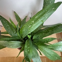 ハラン　葉蘭　斑入り　銀河　7号鉢　植替済の画像