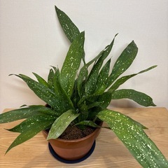 ハラン　葉蘭　斑入り　銀河　7号鉢　植替済の画像