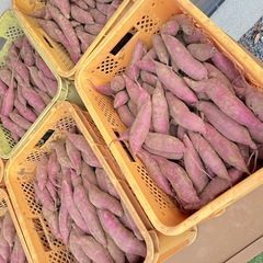 茨城県産　紅はるか　10キロ　オトショップ　焼き芋向き　土付き の画像