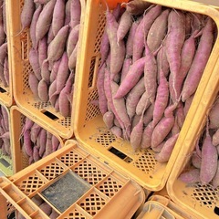 茨城県産　紅はるか　10キロ　オトショップ　焼き芋向き　土付き の画像