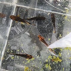 メダカ【雨守ヘルド】の画像