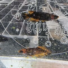 メダカ【雨守ヘルド】の画像