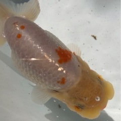 優良系統 らんちゅう 白勝ち更紗の画像