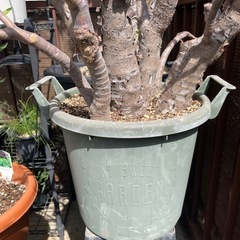 配達込み 屋外観葉植物 金のなる木 クラッスラ・ポルツラケア の画像